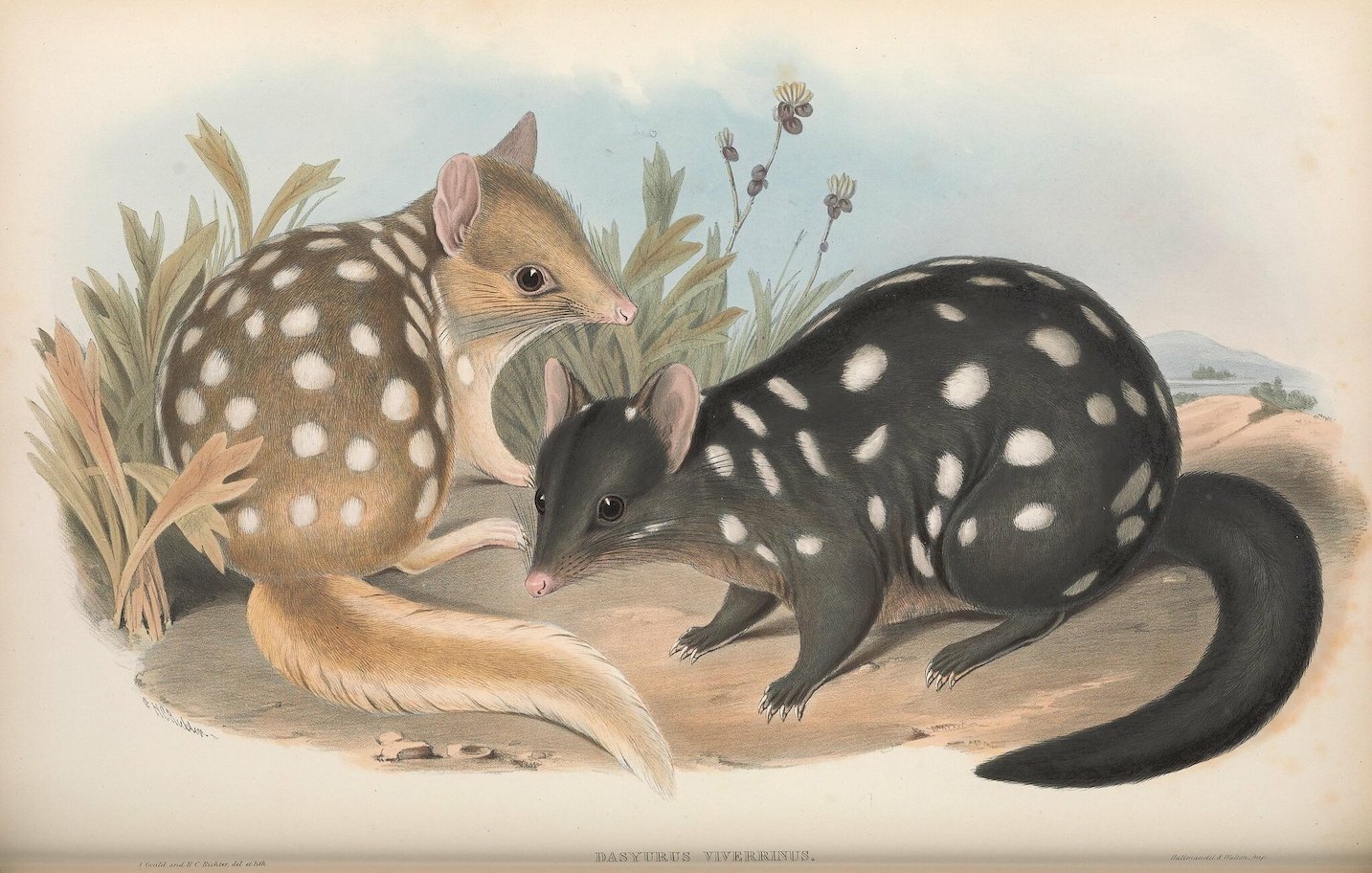 Dasyurus viverrinus, Eastern Quoll