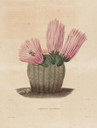Illustrations from a Descriptive Iconography of Cacti (1841)