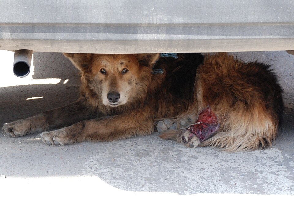 Injured stray dog