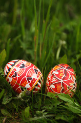 Colorful red easter eggs in fresh green grass