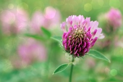 Clover Flowering Wildflower Plant
