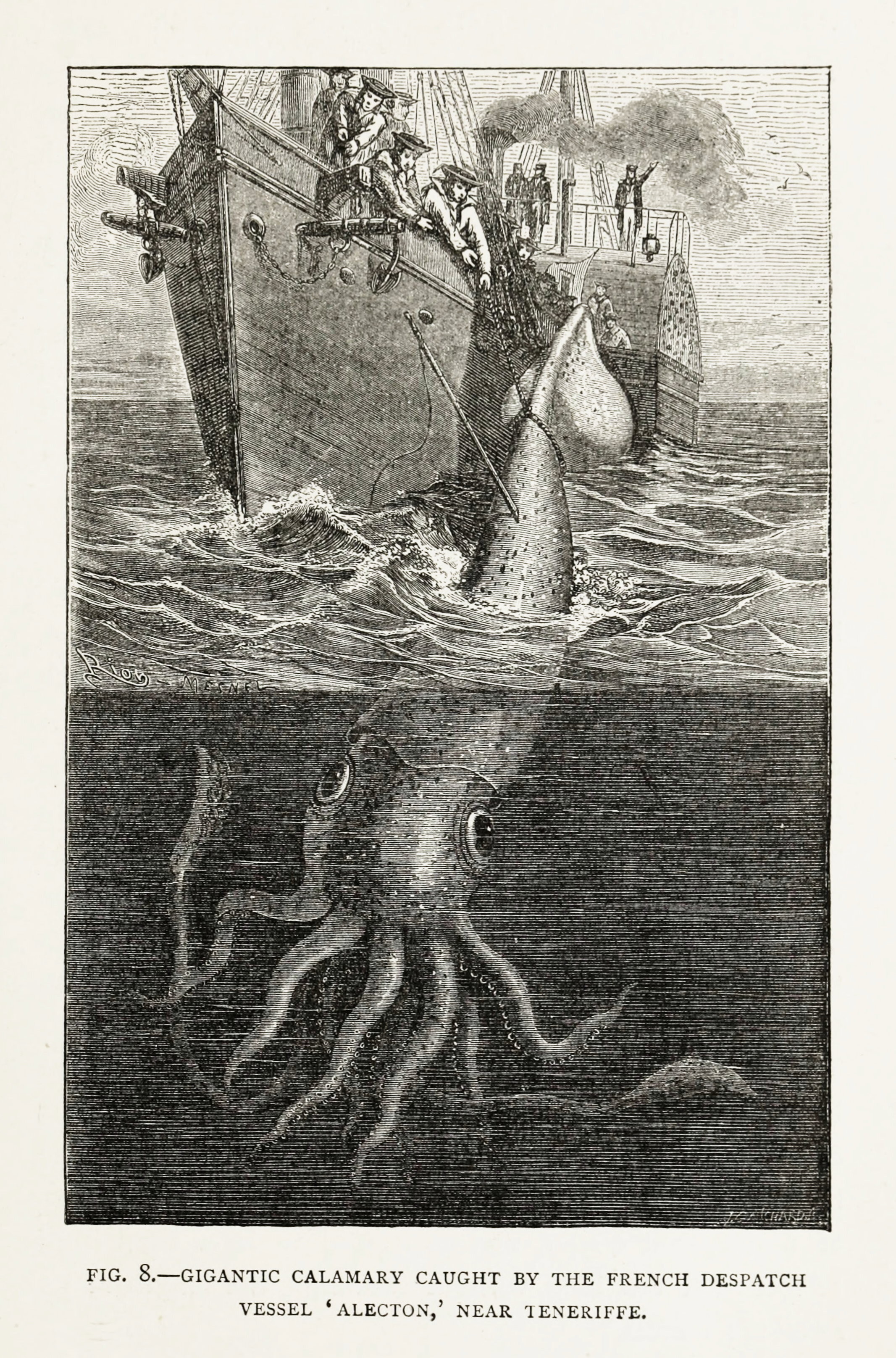 Gigantic Calamary Caught by the French Despatch Vessel Alecton, Near Teneriffe