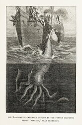 Gigantic Calamary Caught by the French Despatch Vessel Alecton, Near Teneriffe