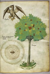 A tree, a spider web, and an eagle.