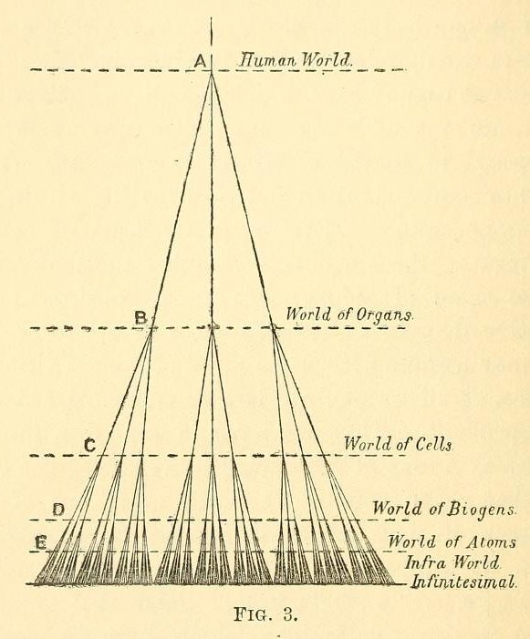Differently Sized Components of the Human Body