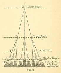Differently Sized Components of the Human Body
