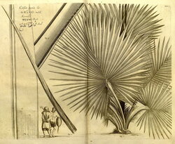 Hortus Malabaricus (1678-1693)