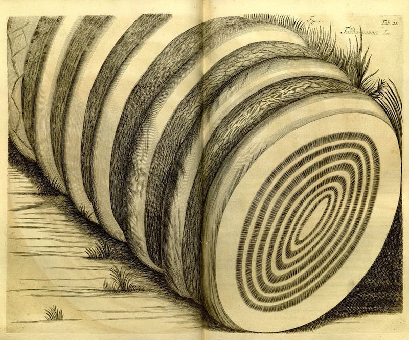 Selected illustrations from the stunning Hortus Malabaricus (Garden of Malabar), an epic treatise dealing with the medicinal properties of the flora in the Indian state of Kerala
