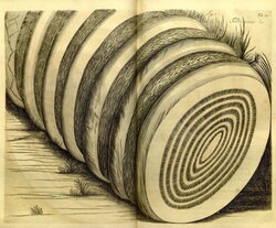 Selected illustrations from the stunning Hortus Malabaricus (Garden of Malabar), an epic treatise dealing with the medicinal properties of the flora in the Indian state of Kerala