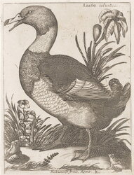 Anatra saluatica (duck)