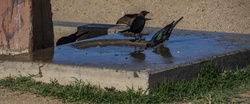 Group of small black birds take advantage of the puddle of water in a Desert rest stop