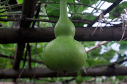 Chinese bottle gourd hulugua