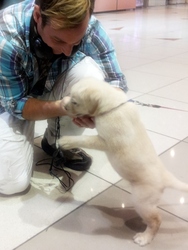 Dog in coach station