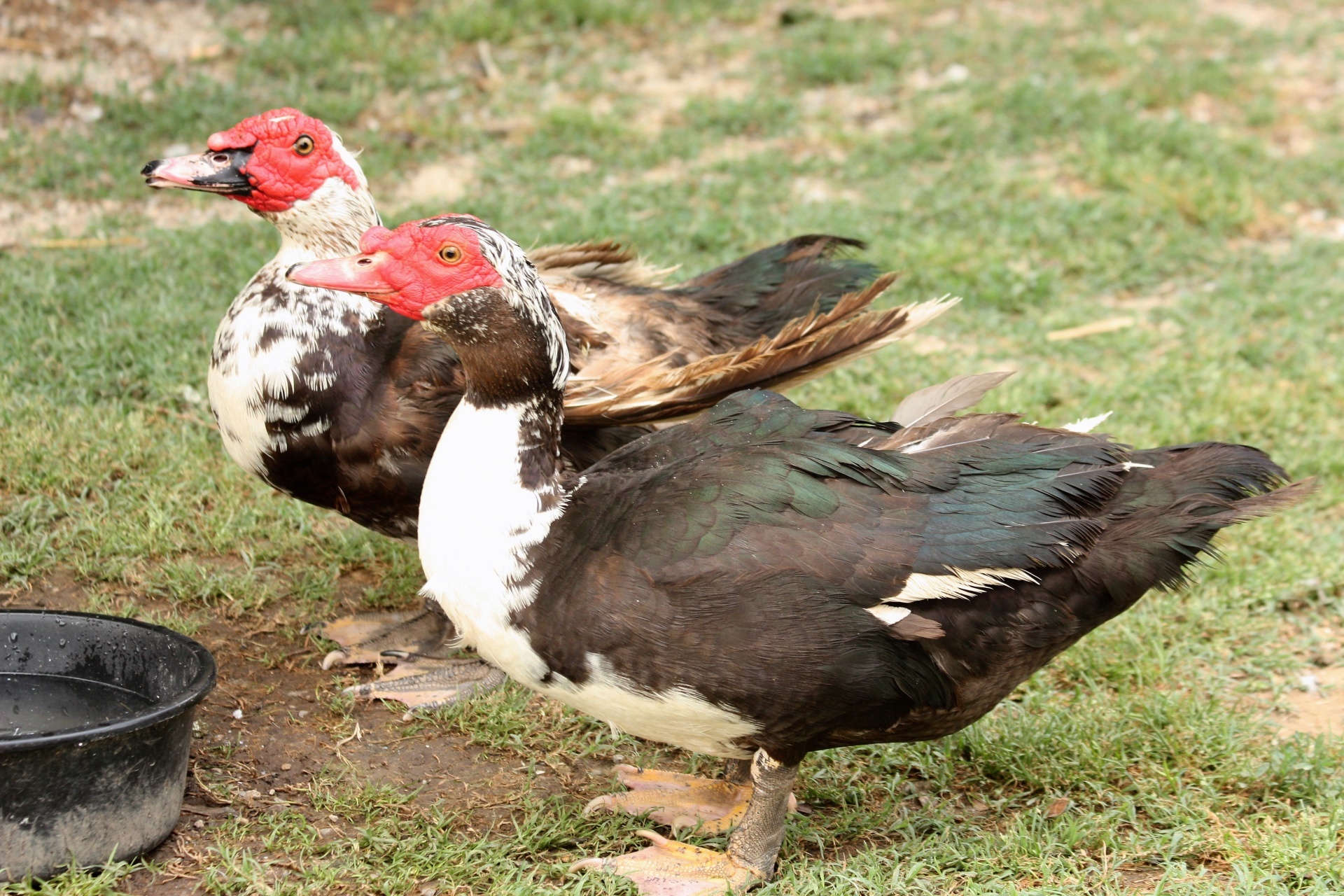 Two Muscovy ducks standing in grass in front of their water dish, waiting on the food.