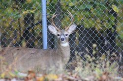 Seven Point Buck