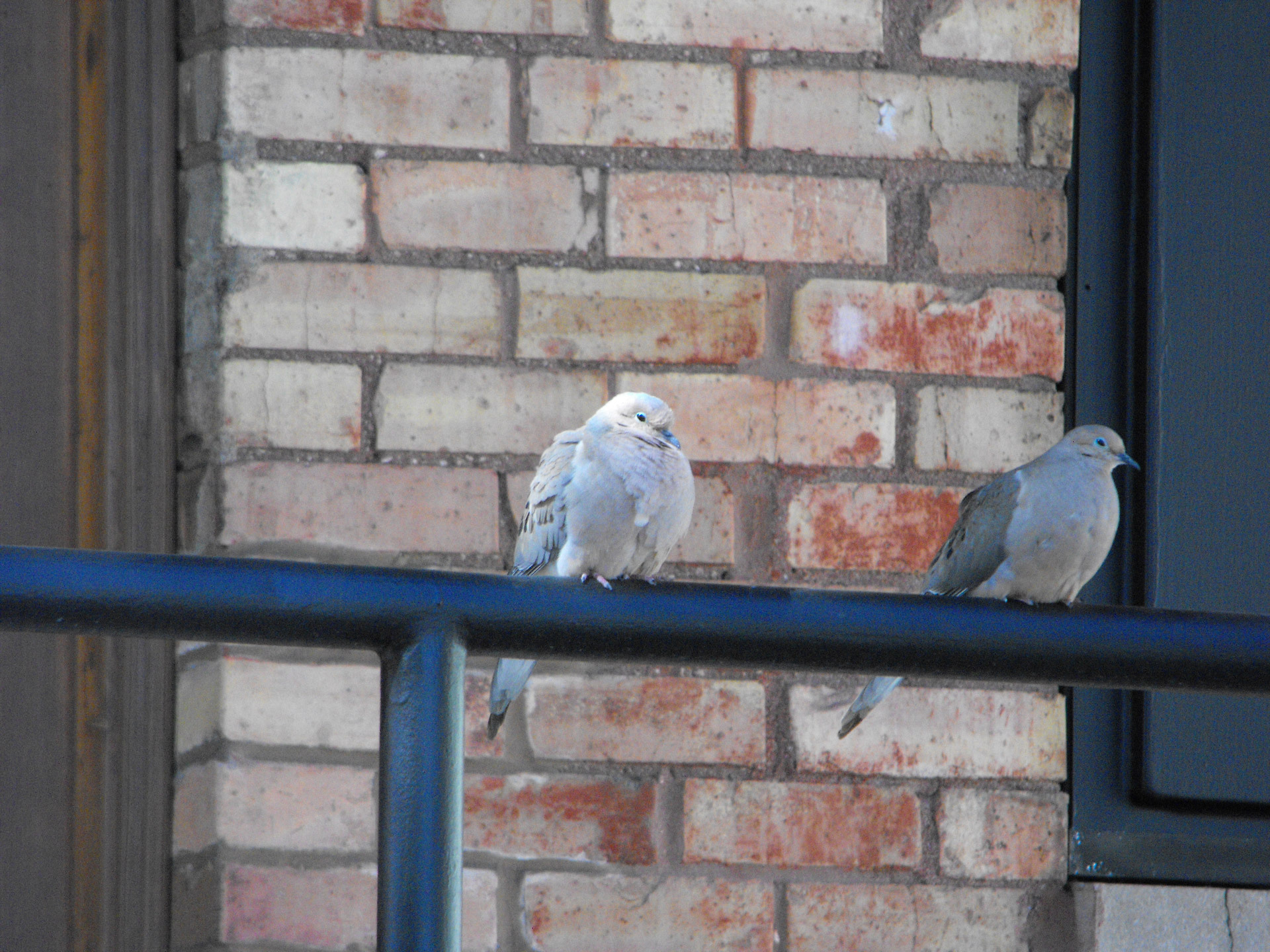 Two doves resting on hand out side a photography studio