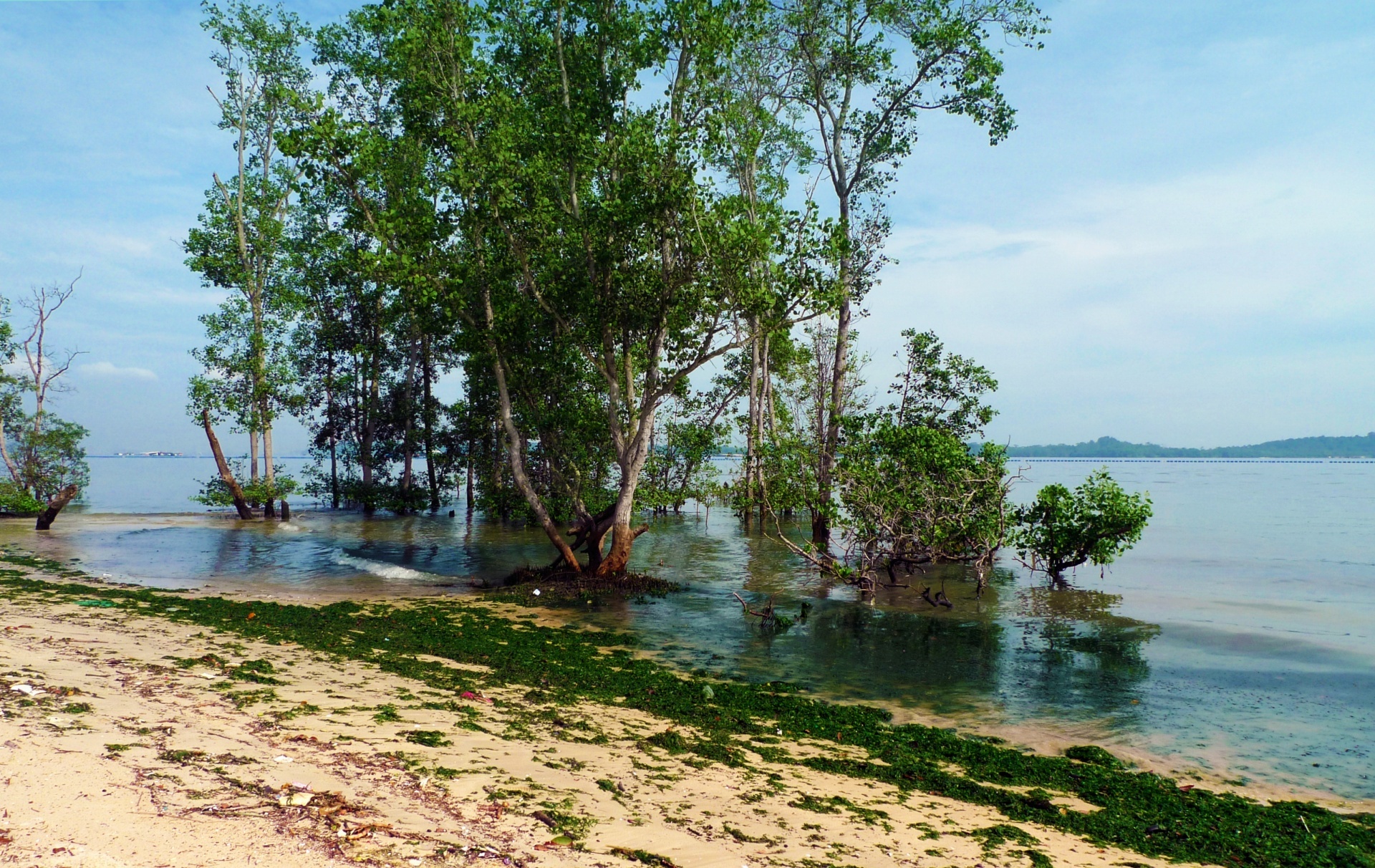 Mangroves on the north-east coast of Singapore. Unlike the container ship-filled waters off the south of Singapore, here the sea is stiller and less spoilt. Crocodiles are even sighted here occasionally.
