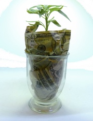 Money at the base of a plant, metaphor for money growth