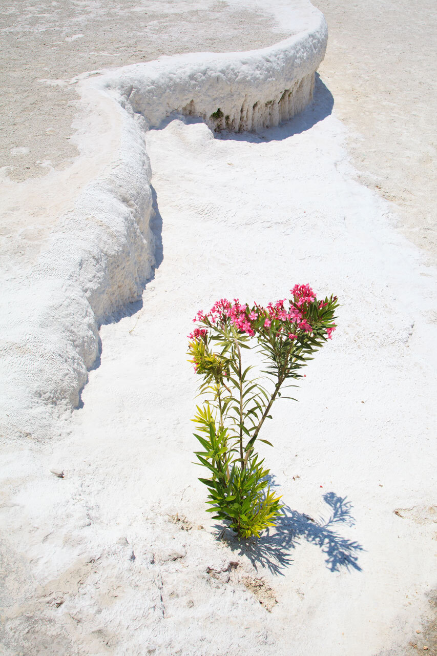 Blooming plant growing in dry desert