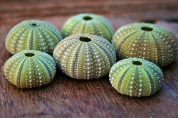 Urchin shells