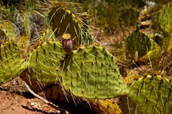 Sharp desert thorns point out of green cactus in southwestern Utah.