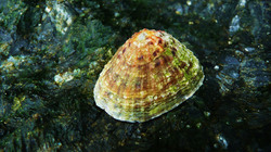 Shells on a rock