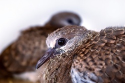 Spotted doves babies photo background