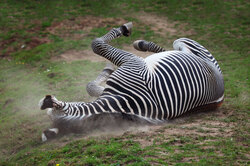 Zebra scratching and rolling