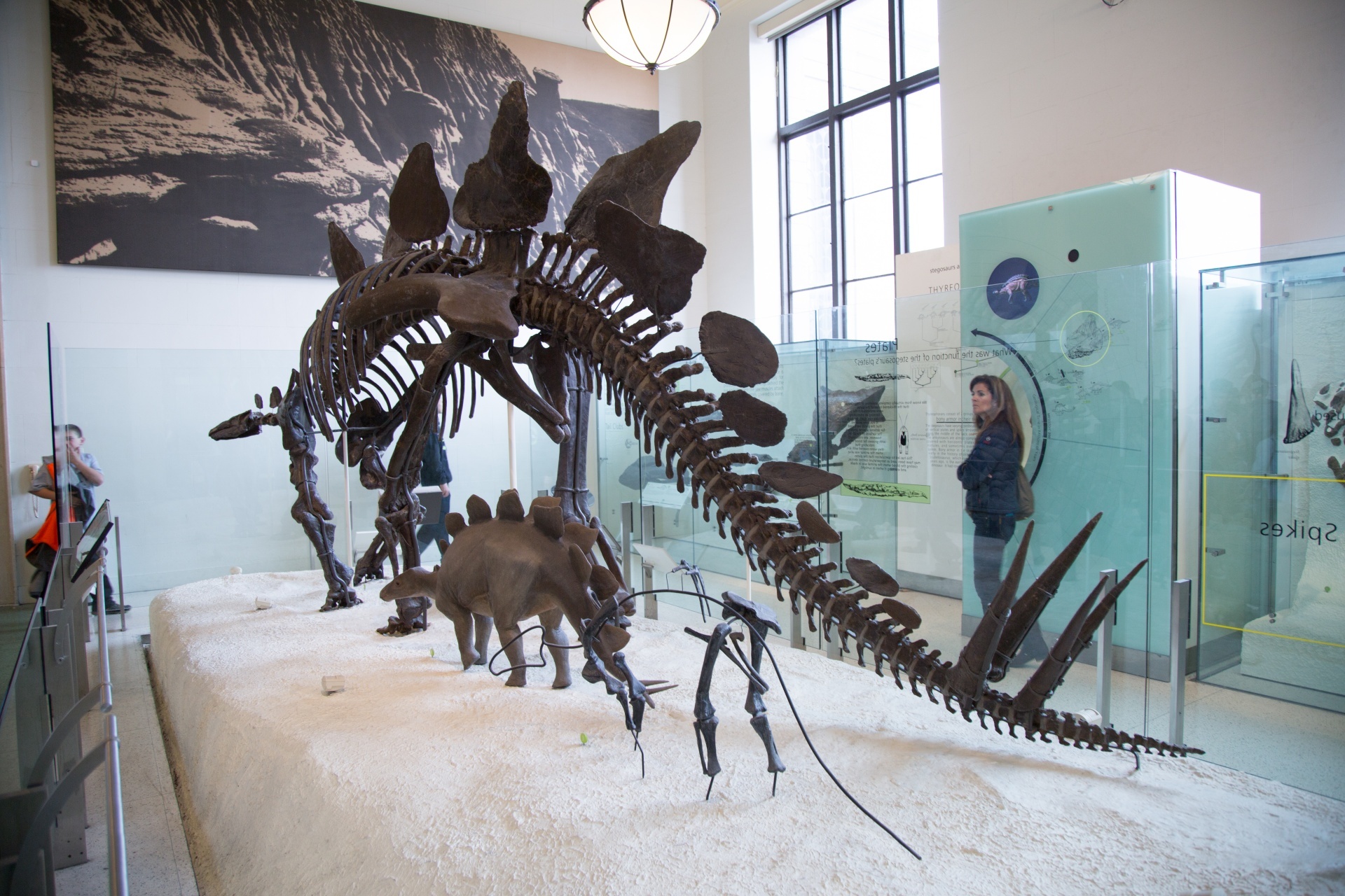 American Museum Of Natural History