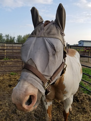 Blindfolded Horse