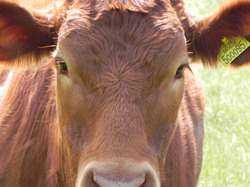 A beautiful cow I saw in the middle of a field
