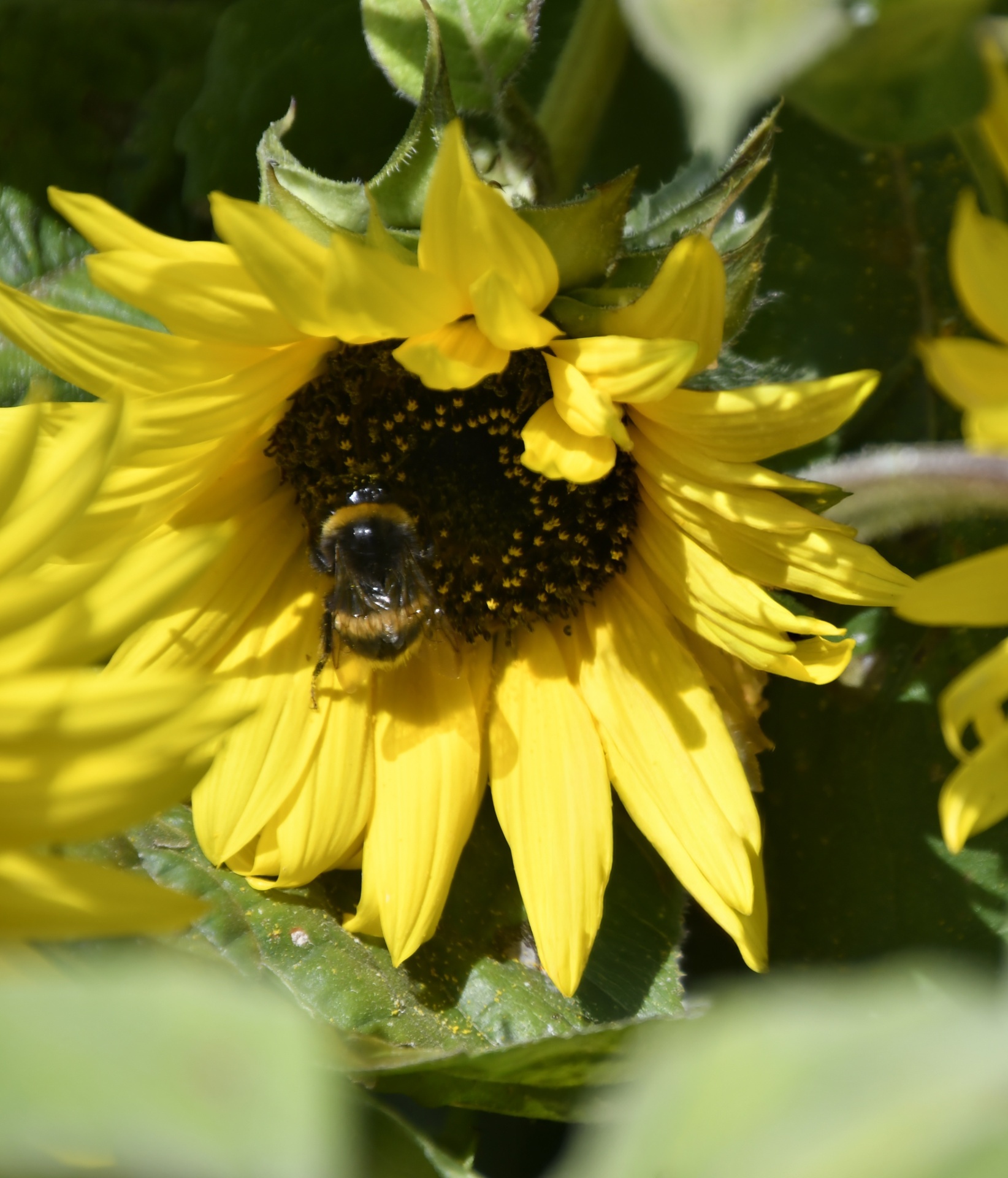 Bumblebee foraging for nectar and pollen on a flowering sunflower head, highlighting vital pollination process for agriculture