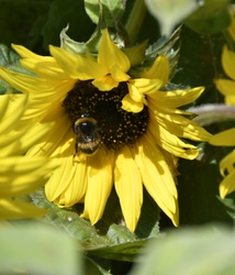 Bumblebee foraging for nectar and pollen on a flowering sunflower head, highlighting vital pollination process for agriculture