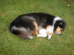 Collie Sleeping