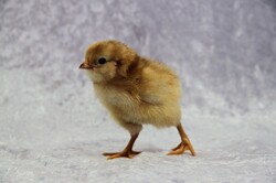 Photograph of a baby chick