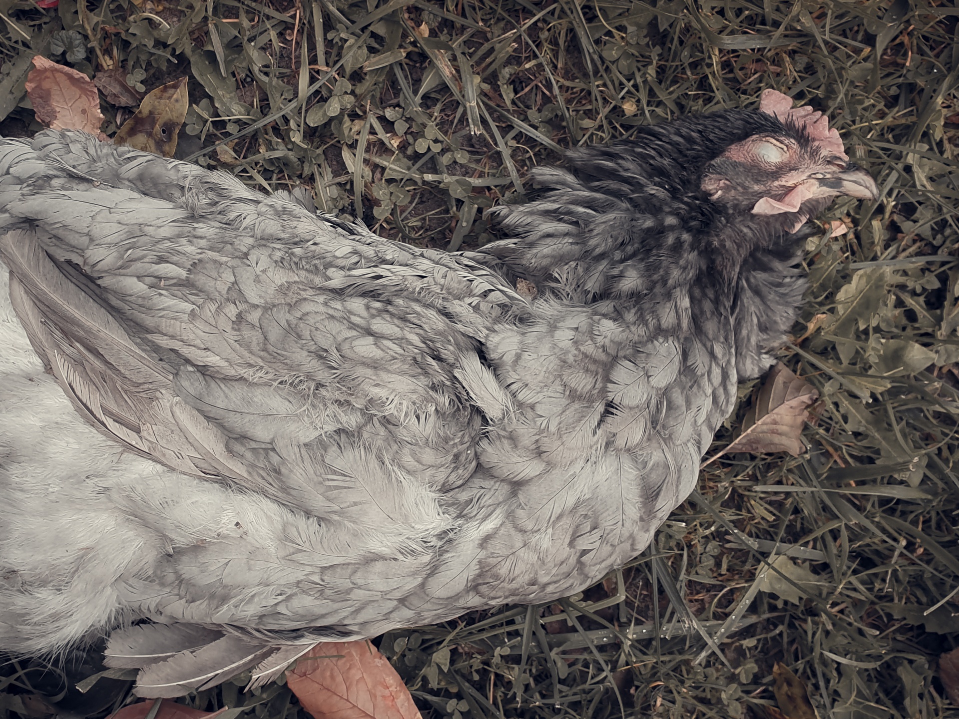 Dead chicken lying on grass