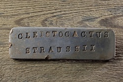 Plant name on a small metal tag on a wooden surface