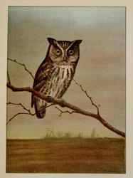 Screech Owl Strigidae Artist Ernest Seton Thompson 1900 Public Domain Bird Birds