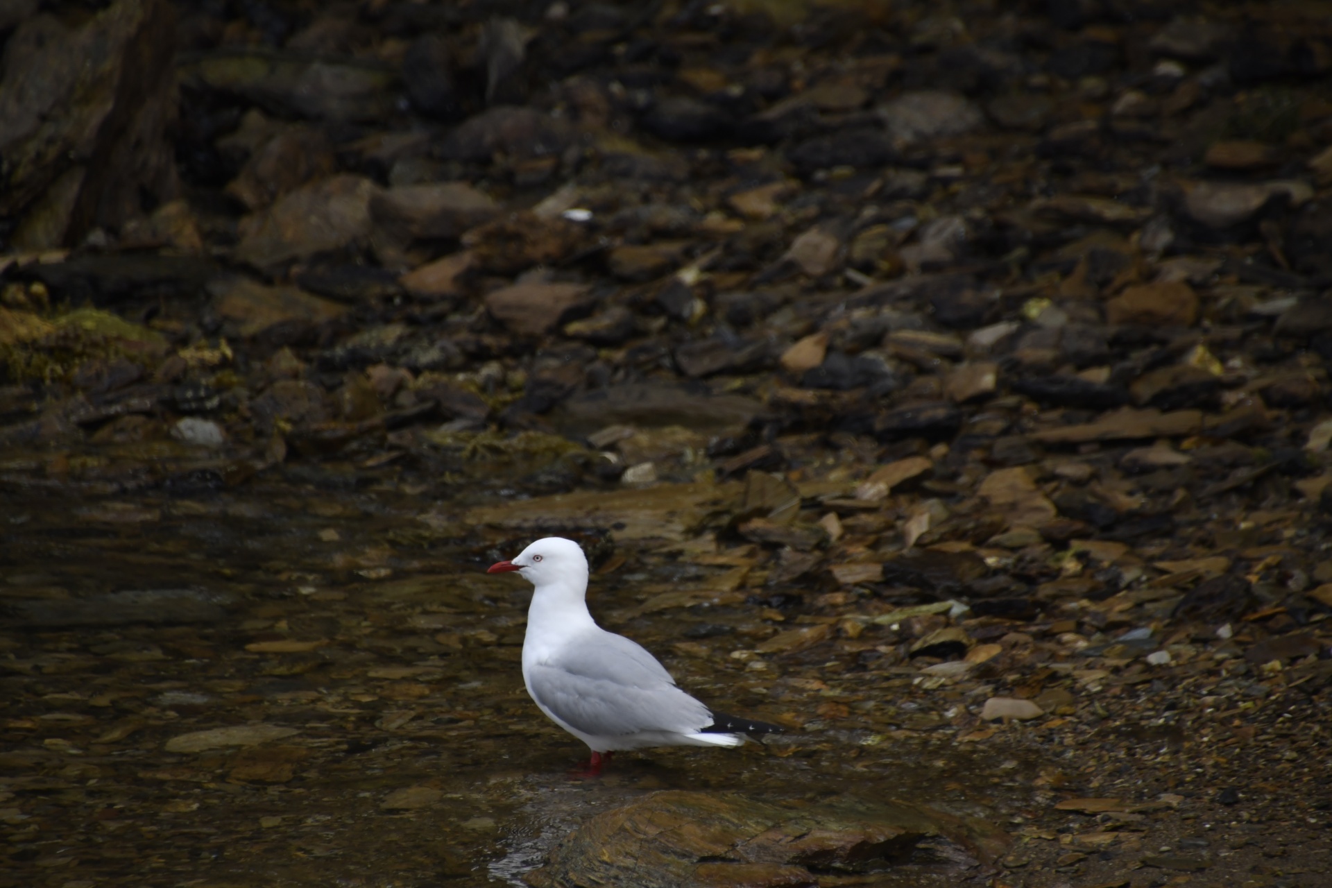 Seagull in Lochmara, New Zealand