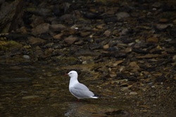 Seagull in Lochmara, New Zealand
