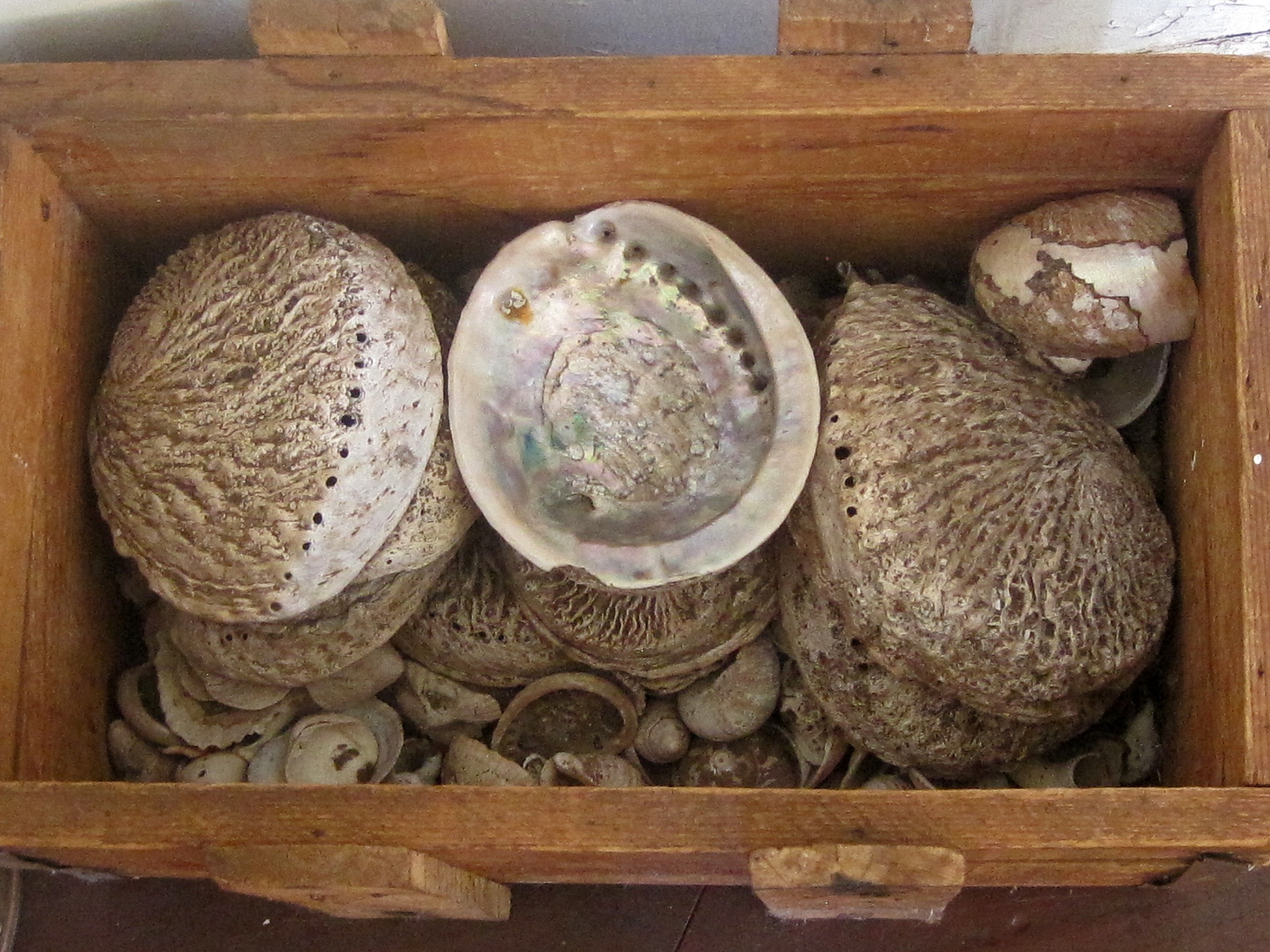Shells in a wooden box