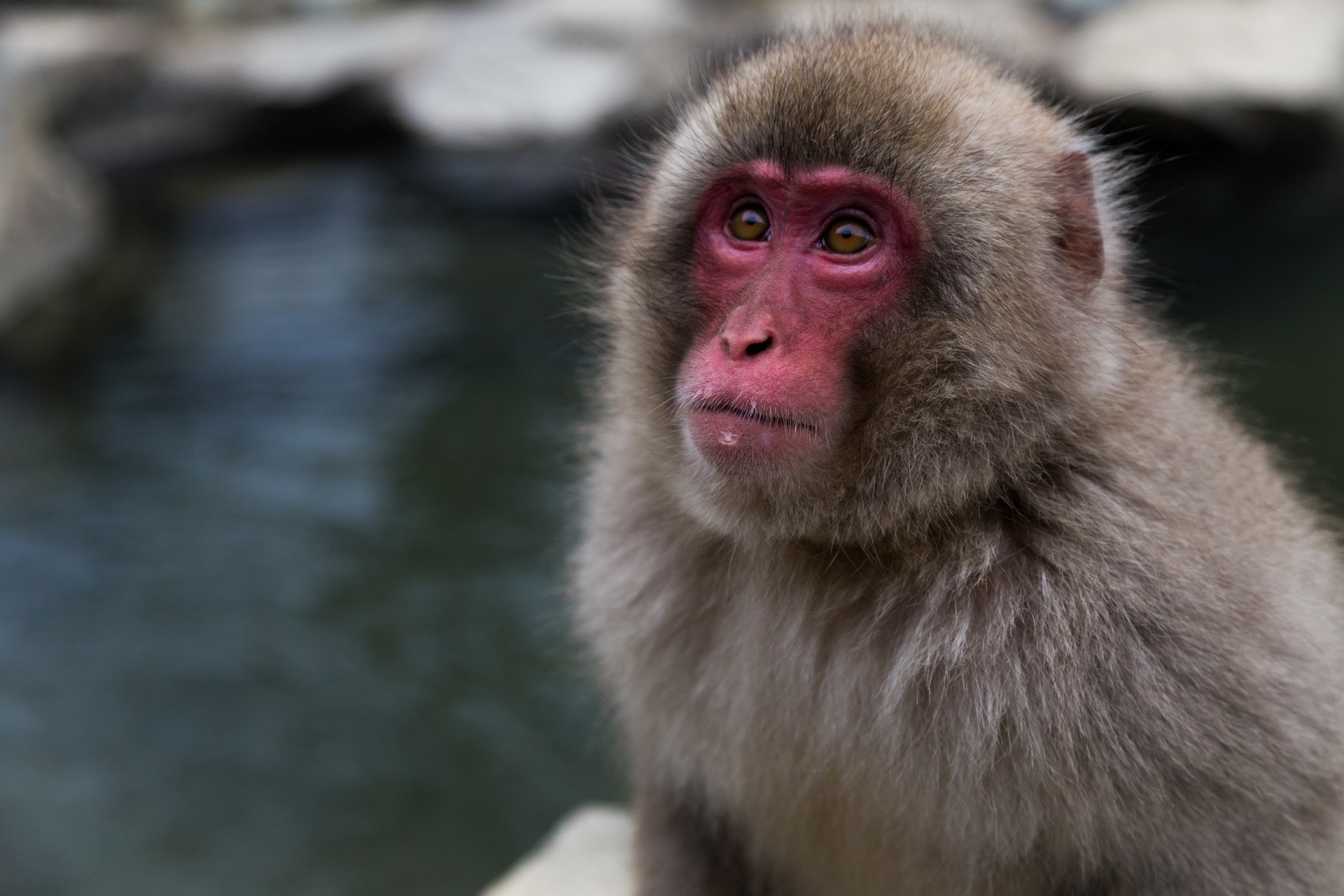 Portrait of a Snow Monkey
