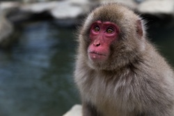 Portrait of a Snow Monkey