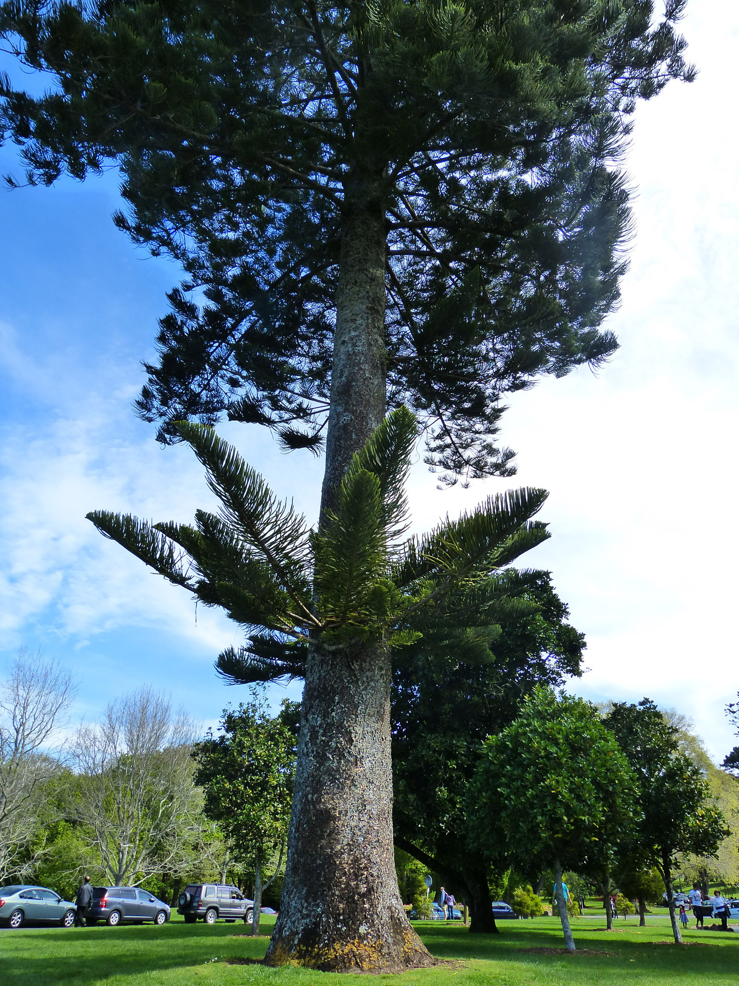 Tree - New Zealand