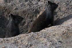 Couple of ground squirrels peeking out of a hole in the dirt