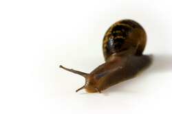 Snail on white background