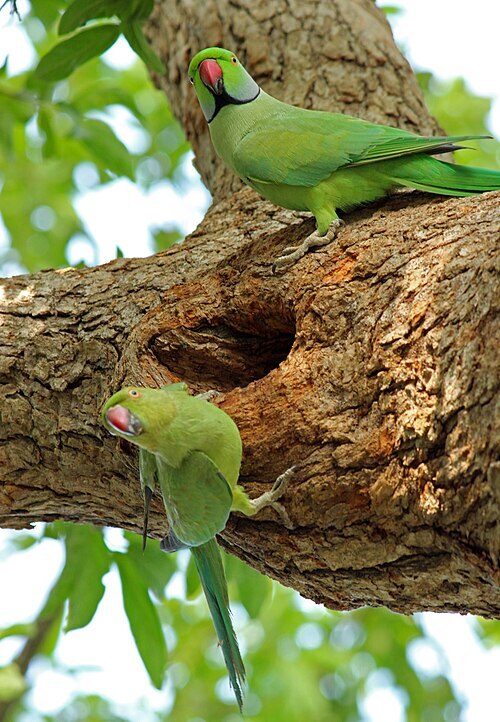 Taken at Vedanthangal, India