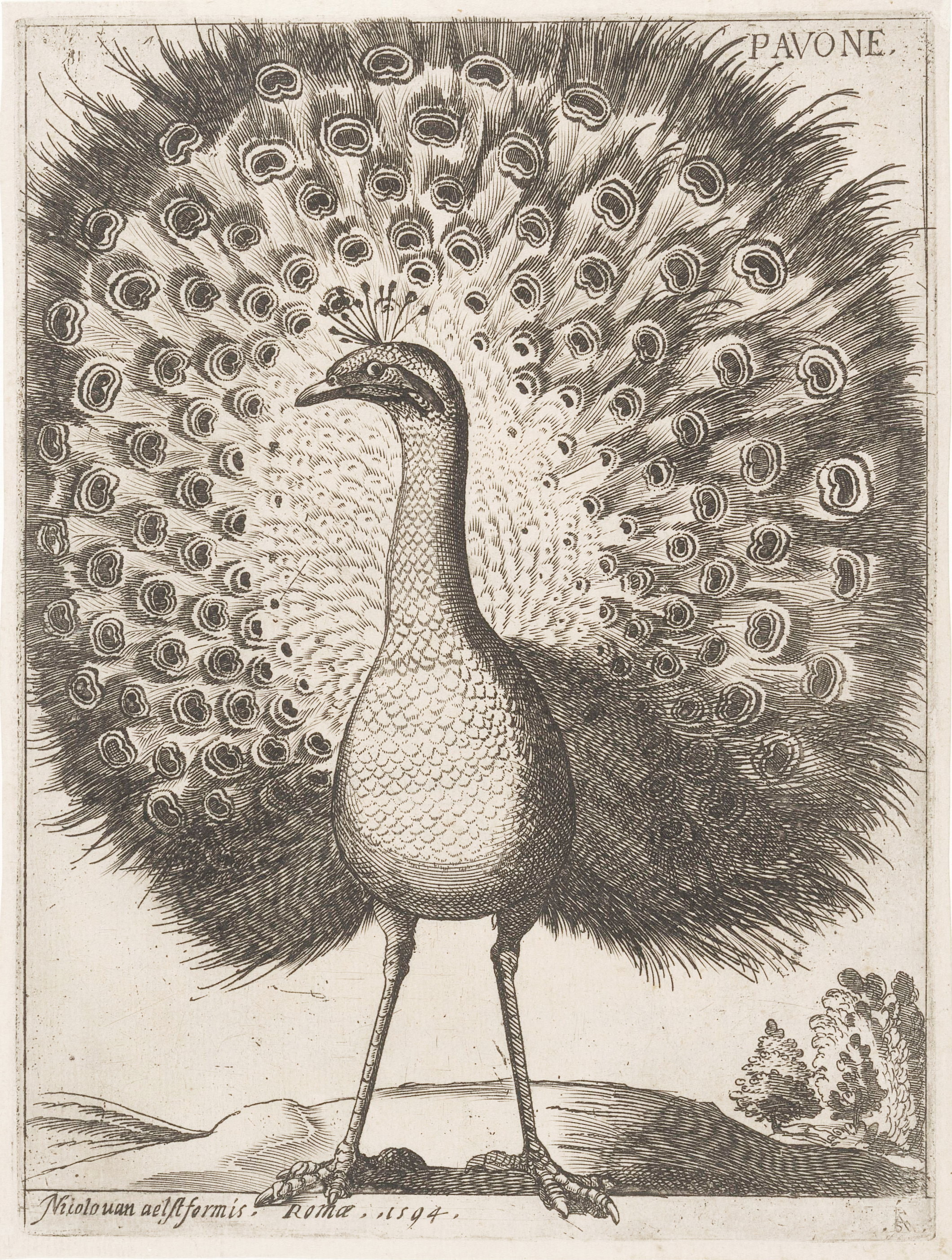 Pavone (peacock)