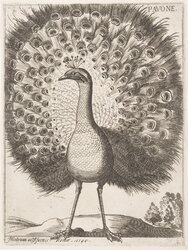 Pavone (peacock)