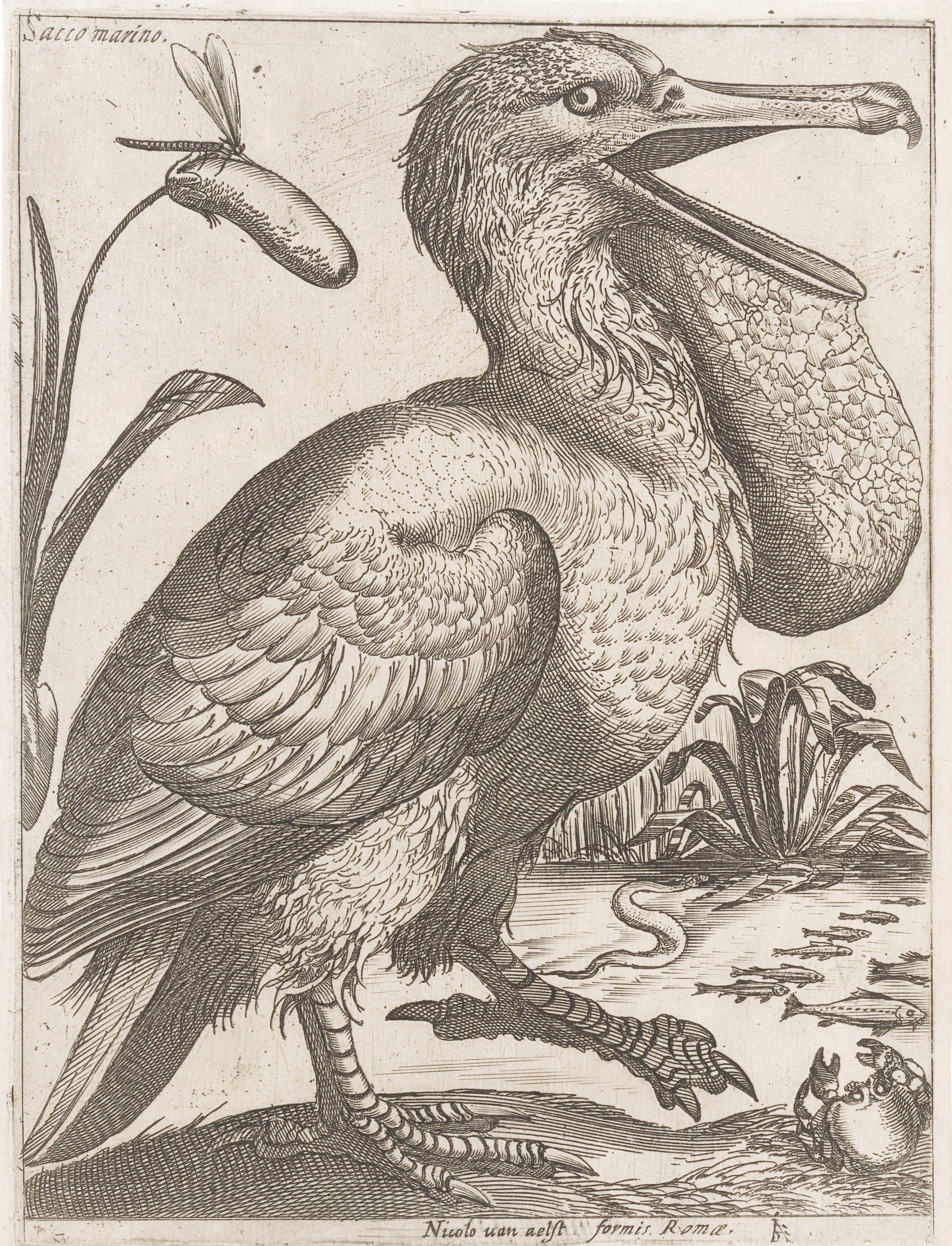 Sacco Marino (pelican)